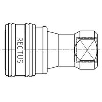 74KFIW21RVX - Rectus